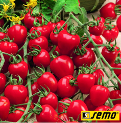 Семена томатов Ягодо F1    фото, Семена томатов Ягодо F1    интернет магазин Добрі сходи
