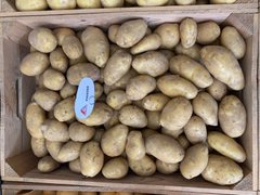 Насіннва картопля Раномі (1 репродукція) фото, Насіннва картопля Раномі (1 репродукція) інтернет магазин Добрі сходи