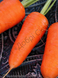 Насіння моркви Шантане Ред Коред фото, Насіння моркви Шантане Ред Коред інтернет магазин Добрі сходи