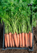 Семена моркови Рубина фото, Семена моркови Рубина интернет магазин Добрі сходи