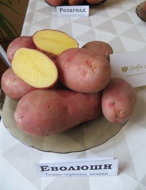 Картопля Еволюшн фото, Картопля Еволюшн інтернет магазин Добрі сходи