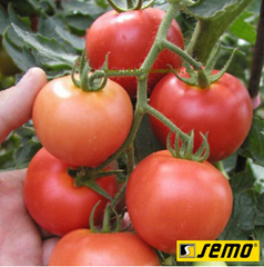 Семена томатов Торино F1 фото, Семена томатов Торино F1 интернет магазин Добрі сходи