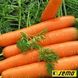 Семена моркови Ярана F1    фото, Семена моркови Ярана F1    интернет магазин Добрі сходи